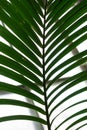 Palm leaf from howea forsteriana arecaceae kentiapalm from the lord-howe-islands Royalty Free Stock Photo