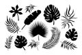 Palm leaf icons set. Black tropical plants silhouette exotic collection. Monstera, fan palm, banana, coconut palm leaves