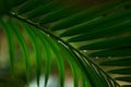 Close up the leaves of palm trees