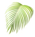 Palm leaf isolate is on white background with clipping path, mobile quality Royalty Free Stock Photo