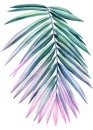 Colored Palm leaf on isolated background, hand drawn watercolor painting. Green and pink jungle leaf