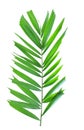 Palm leaf isolated