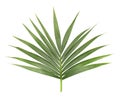 Palm leaf isolated on white background. Closeup of a branch of the coconut tree. Green tropical leaf Royalty Free Stock Photo