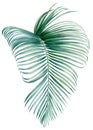 Palm leaf on isolated white background, watercolor botanical illustration, summer clipart, hand drawing