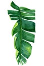 Palm leaf on isolated white, watercolor drawing, botanical painting, summer tropical element Royalty Free Stock Photo