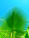 Palm leaf