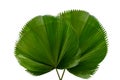 Palm leaf Licuala Grandis on a white background