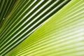 Palm leaf Royalty Free Stock Photo