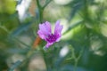 Palm leaf marshmallow, Althaea cannabina