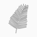 Palm leaf - one line drawing. Continuous line exotic plant. Hand-drawn minimalist illustration