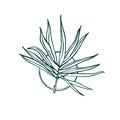 Palm leaf. Outline drawing. Nature label with exotic plant. Royalty Free Stock Photo