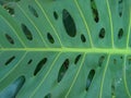 Palm leaf with oval holes