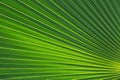 Palm leaf pattern.