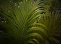 palm leaf pattern on black background