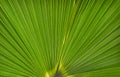 Palm Leaf Pattern (Licuala elegans) Royalty Free Stock Photo