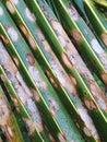 Palm Leaf Patterns Diagonal stripes Royalty Free Stock Photo