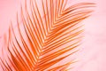 Palm leaf on pink background Royalty Free Stock Photo