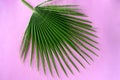 Palm leaf pink background. Vacation, travel, summer sale concept. Royalty Free Stock Photo