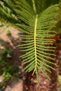 Palm leaf in the rain drops Royalty Free Stock Photo