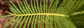 Palm leaf in the rain drops Royalty Free Stock Photo