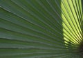 palm leaf in the rays of the sun background, close up large, green palm leaf with a distinct epidermal structure