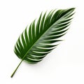 Photorealistic Palm Leaf On White Background