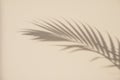 Palm leaf shadow on a beige wall background Royalty Free Stock Photo
