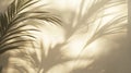 Palm Leaf Shadow Cast on a Light Beige Wall Royalty Free Stock Photo