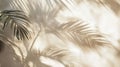 Palm Leaf Shadow Cast on a Light Beige Wall Royalty Free Stock Photo