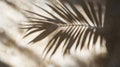 Palm Leaf Shadow Cast on a Light Beige Wall Royalty Free Stock Photo