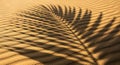 A palm leaf shadow is cast on rippled sand, creating a pattern of light and dark. Royalty Free Stock Photo
