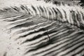 Palm leaf shadow on coral sand of tropical beach. White beach sand top view photo. Tropical island seaside vacation Royalty Free Stock Photo