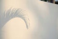 Palm leaf shadow on a light beige wall Royalty Free Stock Photo