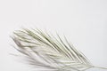 Palm leaf with shadow on light gray background. Easter and Palm Sunday concept Royalty Free Stock Photo