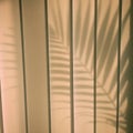 Palm Leaf shadow
