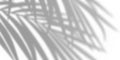 Palm leaf shadow overlay effect. background with tropical leaves shadows