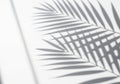 Palm leaf shadow on wall Royalty Free Stock Photo