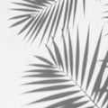 Palm leaf shadow on wall Royalty Free Stock Photo
