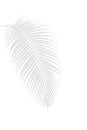 Palm leaf shadow on white, abstract nature tropical summer background.