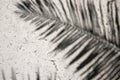 Palm leaf shadow on white sand of tropical beach. Coral beach sand top view photo. Tropical island seaside Royalty Free Stock Photo