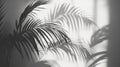 Palm Leaf Shadows Cast on a White Wall Royalty Free Stock Photo