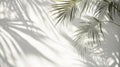Palm Leaf Shadows Cast on a White Wall Royalty Free Stock Photo