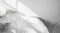 Palm Leaf Shadows Cast on a White Wall Royalty Free Stock Photo