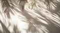 Palm Leaf Shadows Cast on a White Wall Royalty Free Stock Photo