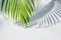 Palm leaf and shadows