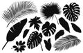 Palm leaf silhouette, jungle plant. Summer black and white frond, monstera and banana tree foliage, rainforest branches Royalty Free Stock Photo