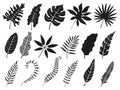 Palm leaf silhouette. Monstera frond, plant leaves silhouettes and tropical palms fronds isolated vector icons set