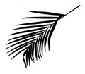 Palm leaf silhouette.