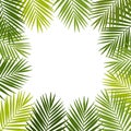 Palm leaf silhouettes frame. Tropical leaves.