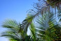 Palm leaf on sky background. Blooming tropical nature photo. Sunny tropic paradise banner template with text place Royalty Free Stock Photo